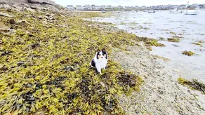 By the sae, one-bedroom apartment in Roscoff - Image 2