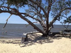 Treehouse OBX. Cozy cottage in family/pet-friendly neighborhood. Close to sound. - Image 5