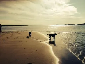 Spaziergang zum Strand, ruhige Umgebung, hundefreundlich - Image 5
