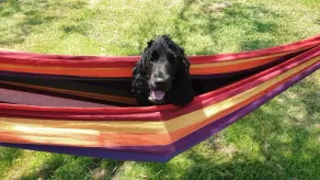 Twin Emperor Tent - Bbq, Pool & Pet Friendly - Image 2