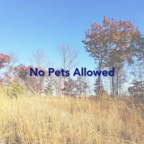 Where Kids Play and Adults Unwind, 6BR Forest Cabin Retreat - Image 5