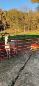 Hunters & Horseback Riders Paradise - Image 2