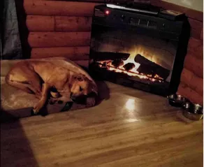 Tiny Cabin, pet-friendly Mins from Cook Forest & Allegheny National Forest! - Image 2