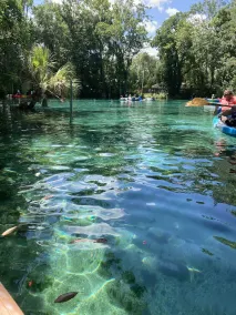 Suwannee River, in der Nähe von Bobs River Place, Fanning Springs BIG DOCK - Image 3