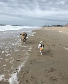 Cute 2 soveværelser / 2 badeværelser på Oceanfront parti 6 sovepladser! - Image 4