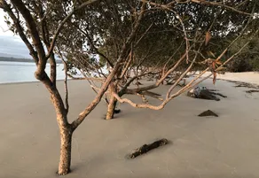 Il paradiso tropicale circondato da acque luccicanti ti aspetta - Image 5