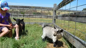En udsigt til en Hill-Stone Creek Cottage Farmstay - Image 3