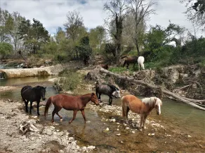 Ferme Equestre Les Coccinelles - Image 3