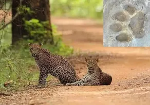 Ivory Safari House - Image 4