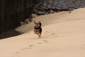 Vår lägenhet ligger direkt vid skogen med inre sjö och återvändsgränd till stranden - Image 4