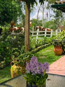 El Oasis Organic Farm - Image 5