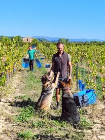 Gite Pezenas con piscina nel mezzo dei vigneti - Image 3