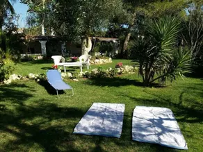 The Legacy of the Olive Trees - Image 4