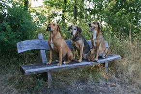 Pure nature: Apartment 'Tawny Owl' at 'Frau Holle' (Mother Hulda), dogs welcome - Image 3