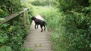 Norfolk Farm Stays by Beach Dog Friendly - Image 4