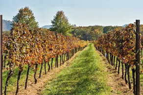 Afton Mountain Vineyards - Image 4