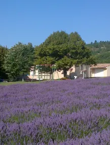 Entre Ventoux et Luberon  *** - Image 2