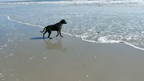 Oh, wie süß ist diese Sichtweise<br>Brigantine Island, so friedlich U will nicht gehen wollen - Image 4