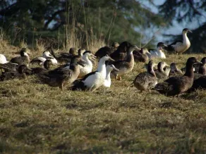 1 WEEK FROM 310 EUROS FOR 5 TO 6 PEOPLE ACCORDING TO SEASON - Image 5