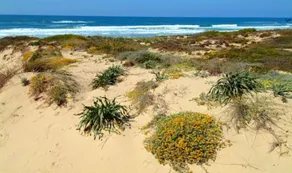 Come to BADESI you will live a wonderful holiday, one bedroom apartment at All Inclusive prices - Image 4