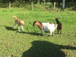Den Vendelée sommerhus, 3 værelser, 4 personer - Image 4