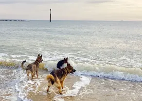 Dog Friendly Cosy Thatched Cottage Footsteps from BLUE FLAG beach with log fire - Image 2