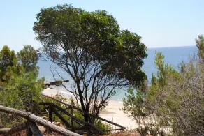 A PINE FOREST BY THE SEA - Image 4