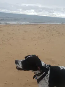 Pebbles Beach Retreat - Image 3