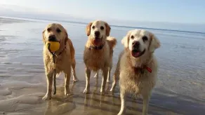 New Pet friendly  home & very close to dog beaches & Old Dunsborough bay - Image 2