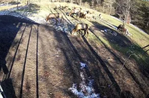 RV Lot On Best Elk Viewing Road - Across From Visitors' Center - Image 5