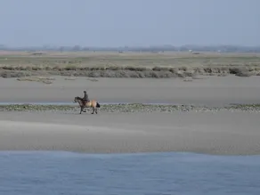 Lejlighed hyggelig til 6 | En deux pas des plages du nord de la Frankrig - Image 3