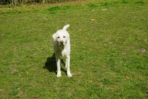 Log cabin with hot tub , dog friendly. ideal for walkers or a romantic break - Image 2