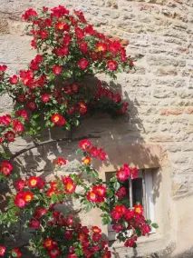 Le Vitrail - DAVAYE - Gîte - Image 5