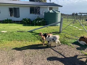 Glamping Tent in a farm with lots of pets - Image 3