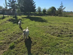 Hobby Farm Lejlighed - Image 2