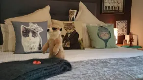 Cat On The Hat Cottage ~ MeOw MeOw ~ - Image 4
