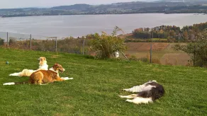 Schweiziska Borzoi House & Spa - Image 3