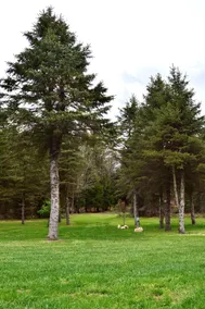 4 Private RV Campsites surrounded by \"Knotty Pines\", Minutes from ORV Trails. - Image 4