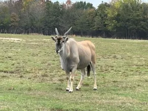 RV Spot on *Exotic Animal Ranch* Campground. BRING YOUR RV - Image 4