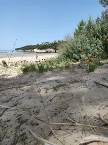 panoramisk havudsigt, boliger på en vild strand - Image 3