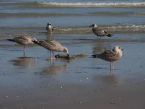 Entre dunes et mer - Image 5