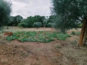 Agricola Moderna byFDR - Image 5
