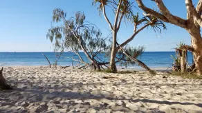 STARFISH ON STRADDIE - Image 4