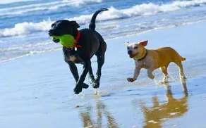 SUPERBE CHALET FAMILIAL DE 3 CHAMBRES, PET FRIENDLY, WIFI, EXCELLENT EMPLACEMENT, PLAGE ET MER - Image 2