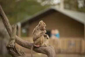 Knuthenborg Safaripark - Image 5