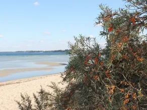 simpático apartamento de 3 assoalhadas com jardim uso perto da praia - Image 3