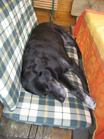4****Nichtraucher-Ferienwohnung - auch Hunde willkommen! - Image 3