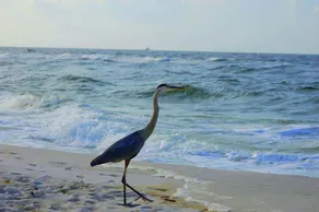 Coral Breeze by ALBVR - Pet Friendly 3BR, 2BA Beach House - Just Steps to the Beach - Image 5