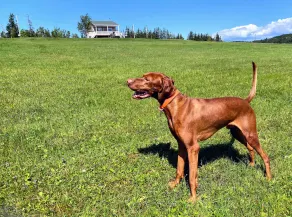 Peace and Comfort on Cape Breton's Bras d'Or Lakes: 3BR and 2Bath Dog Friendly - Image 2