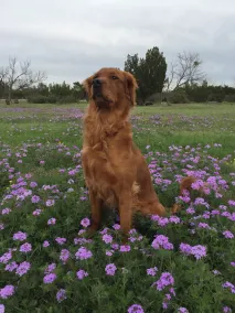 Welcome to DD's Country BnB-50acres-NR:Winery/Goodfellow,San Angelo,Pet Friendly - Image 4